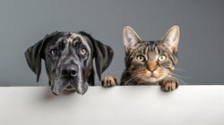 La stérilisation et l'identification des chiens et chats
