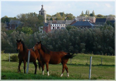 Bourlette animalière.jpg