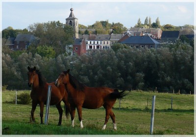 Bourlette animalière.jpg