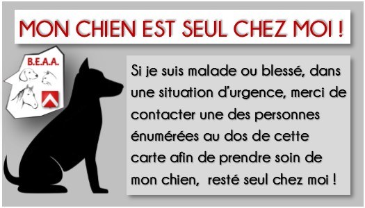Chien BEAA 1 OK