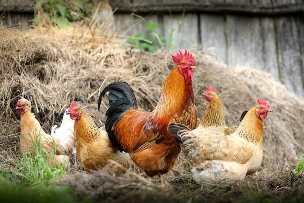 chickens g819f95753 1280