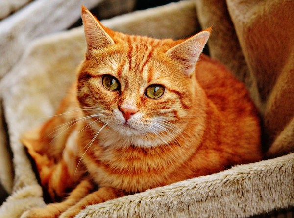 cat g2dacc398e 1280