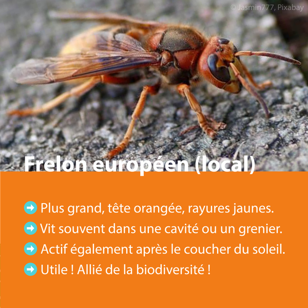 frelons 02